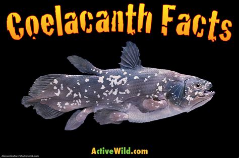coelacanth bdo|coelacanth facts.